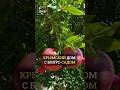 🌺 Крымский дом, где природа — часть интерьера
