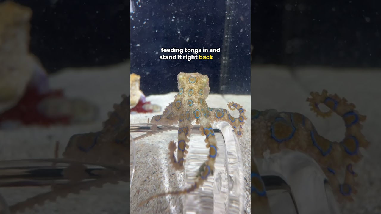This octopus outsmarted me in the worst way possible #petoctopus #octopus #blueringedoctopus