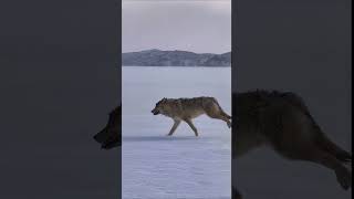 💢狼出没！野生动物的天堂 #Wolf #Animal 【跟着图尔去旅行】