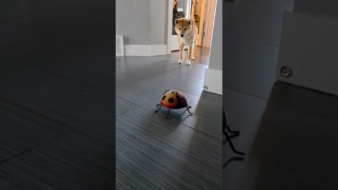 You Won't Believe How This Dog Reacts to a Big Ladybug! 🐶🐞 What Is That?! 