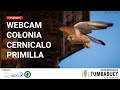 Colonia De Cernícalos Primillas De Los Barrios Cádiz Directo 4K mp3