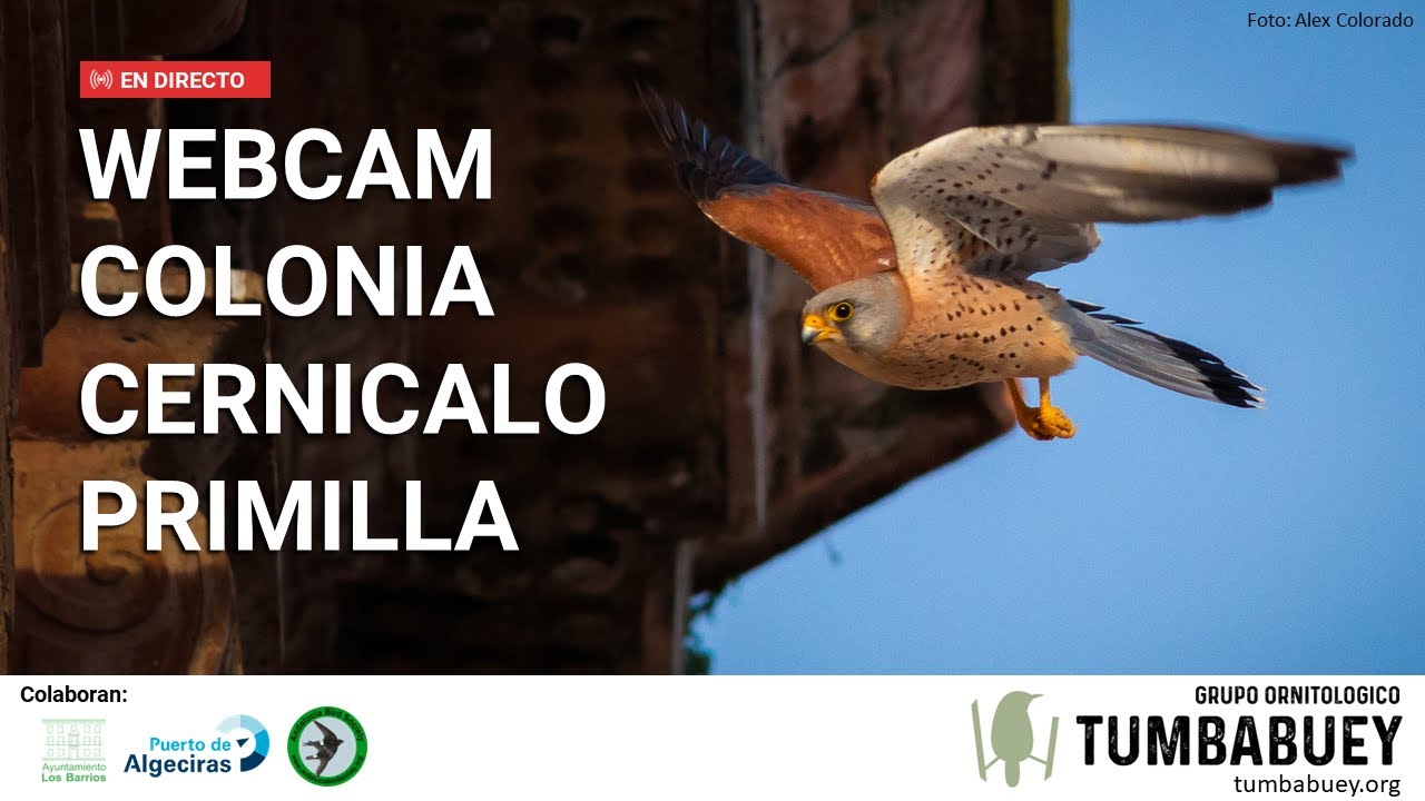 Colonia de Cernícalos Primillas de Los Barrios (Cádiz) - 🔴 Directo 4K