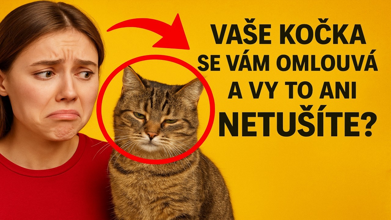 Vaše kočka se vám omlouvá – a vy to ani NETUŠÍTE? 🙀 7 tajných znamení odpuštění