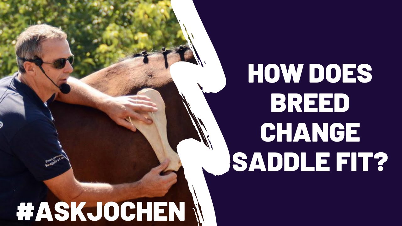 How Does Breed Change Saddle Fit? | #ASKJochen | Livestream Q&A Excerpt ...