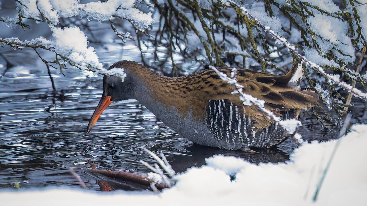 Vandrikse - Water rail (Rallus aquaticus)