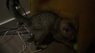 Isidor the Egyptian Mau Cat and the ball by Isidor the Egyptian Mau Cat 6 views 4 years ago 1 minute, 4 seconds