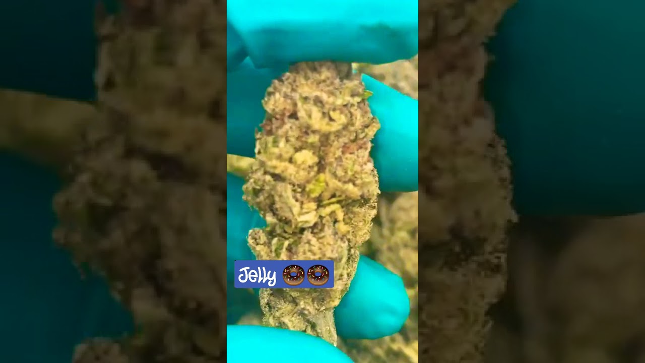 Jelly 🍩🍩 Grown Under Optic 4 Gen 4