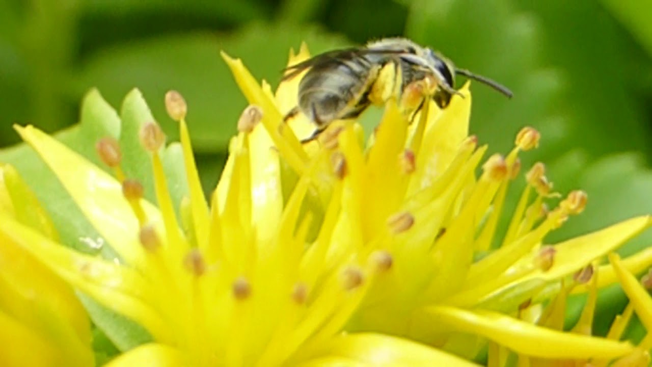 Stonecrop  - Sedum ellacombianum - Sunnuhnoðri - Hnoðrar - Sumarblóm