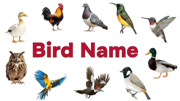 20 Birds Name in English with Pictures and Spellings | Learn Birds for Beginners