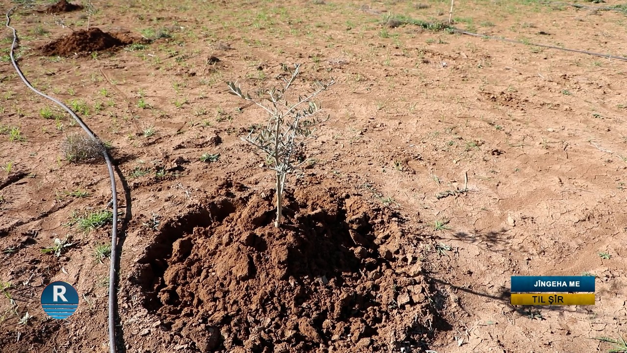 Endezyarek: Temenê darên zeytûnê yên Efrînê bihtirî 100 salî ye