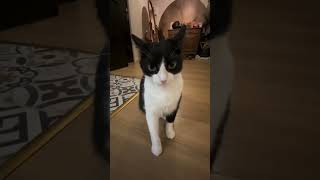 Ne Bakıyon Yamuk Fonlu