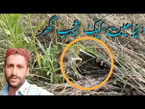 Duniya Ka Ajeeb Ghar | Daily Vlog 💯دنیا کا عجیب ترین گھر 🏠 ...