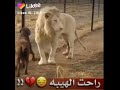 طارت هيبه الأسد دندنها