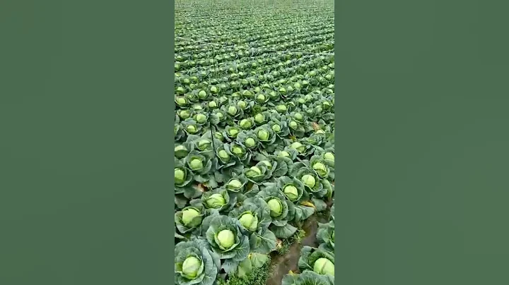 Beautiful Cabbage Farm Vegetables Satisfying video #satisfying #short #agriculture - DayDayNews