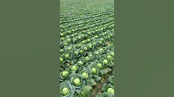 Beautiful Cabbage Farm Vegetables Satisfying video #satisfying #short #agriculture