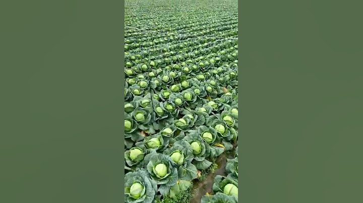 Beautiful Cabbage Farm Vegetables Satisfying video #satisfying #short #agriculture