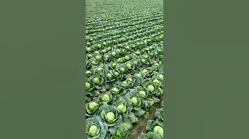 Beautiful Cabbage Farm Vegetables Satisfying Video Satisfying Short Agriculture 