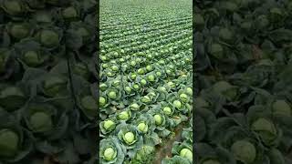 Beautiful Cabbage Farm Vegetables Satisfying video satisfying short agriculture