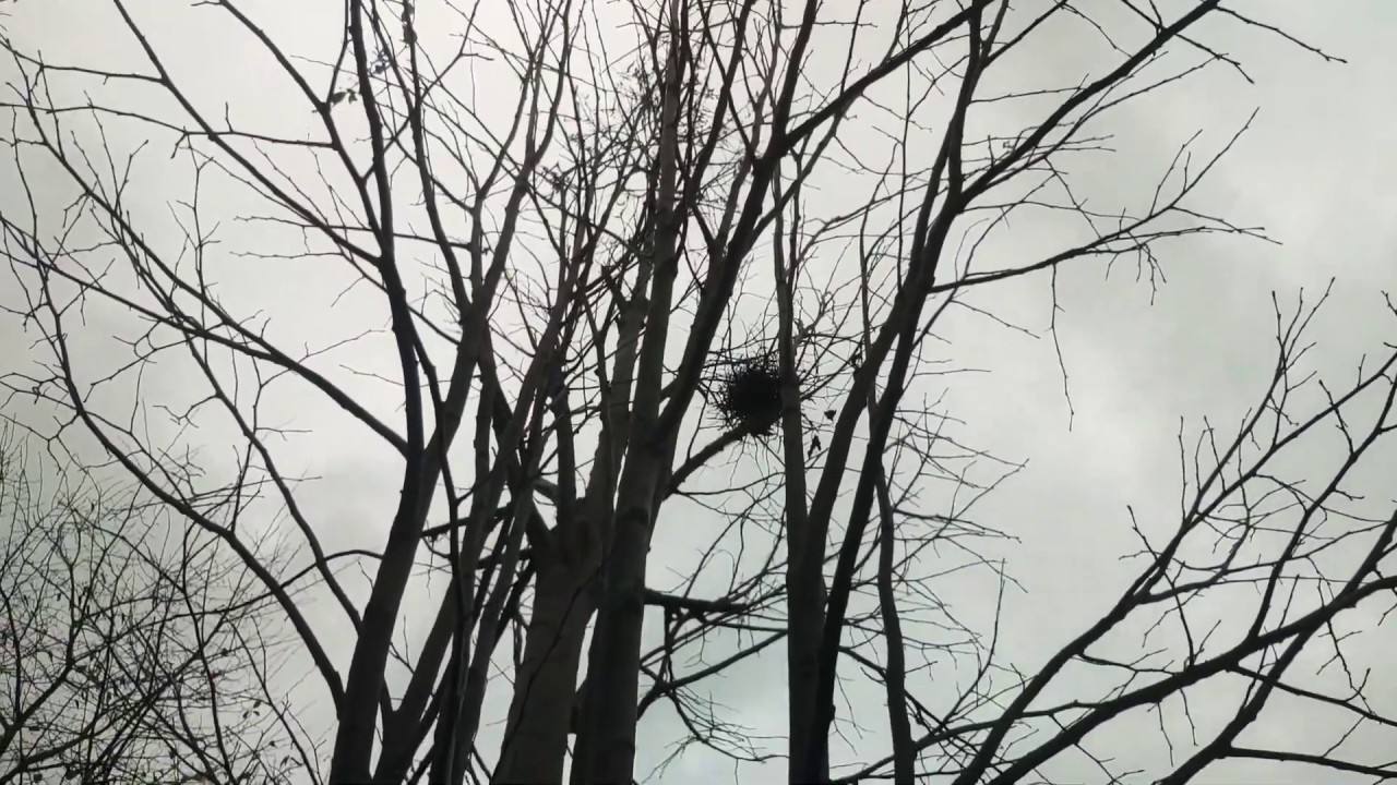 Ihlamur ağacından fidan yetiştirmek.