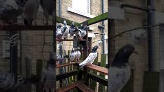 Bradford high flyer pigeon community