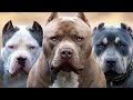 O Poder do American bully XL | Os Bully mais tops |2|