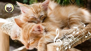 Kattenspinnen geluiden & 528Hz rustgevende muziek / Diepe Ontspanning, Stress Verlichting