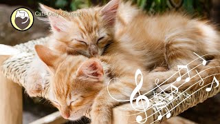 Cat Purring and 528Hz Healing Music  Deep Relaxation, Sleep Music, Stress Relief