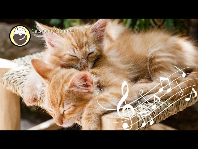 Cat Purring and 528Hz Healing Music - Deep Relaxation, Sleep Music, Stress Relief class=