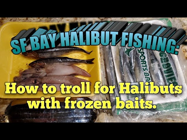 SF Bay Halibut fishing: How to troll for Halibuts using frozen