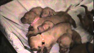 Viszla Puppies