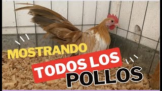 TODOS LOS POLLOS EN DESARROLLO