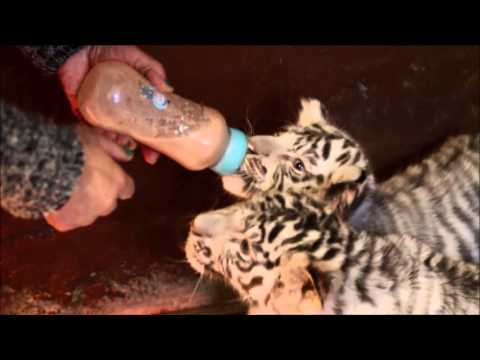 ვეფხვის ბოკვერების კვება/White tiger cubs feeding