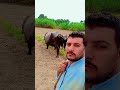 dariy farming life #desiviilagelifetstyle