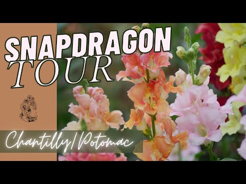 Snapdragon Full Tour: Chantilly Snapdragons And Potomac Snapdragons - Backyard Cut Flower Garden