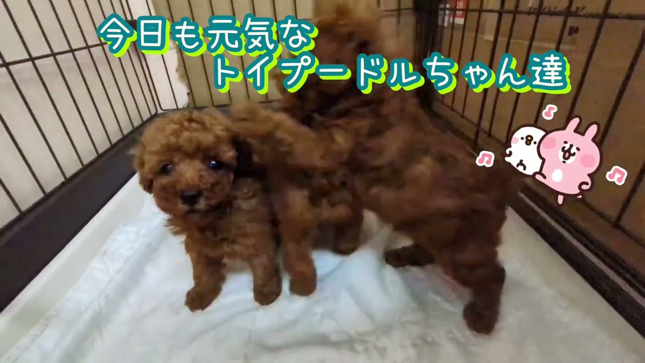 5/30 出産】トイプードル仔犬② - YouTube