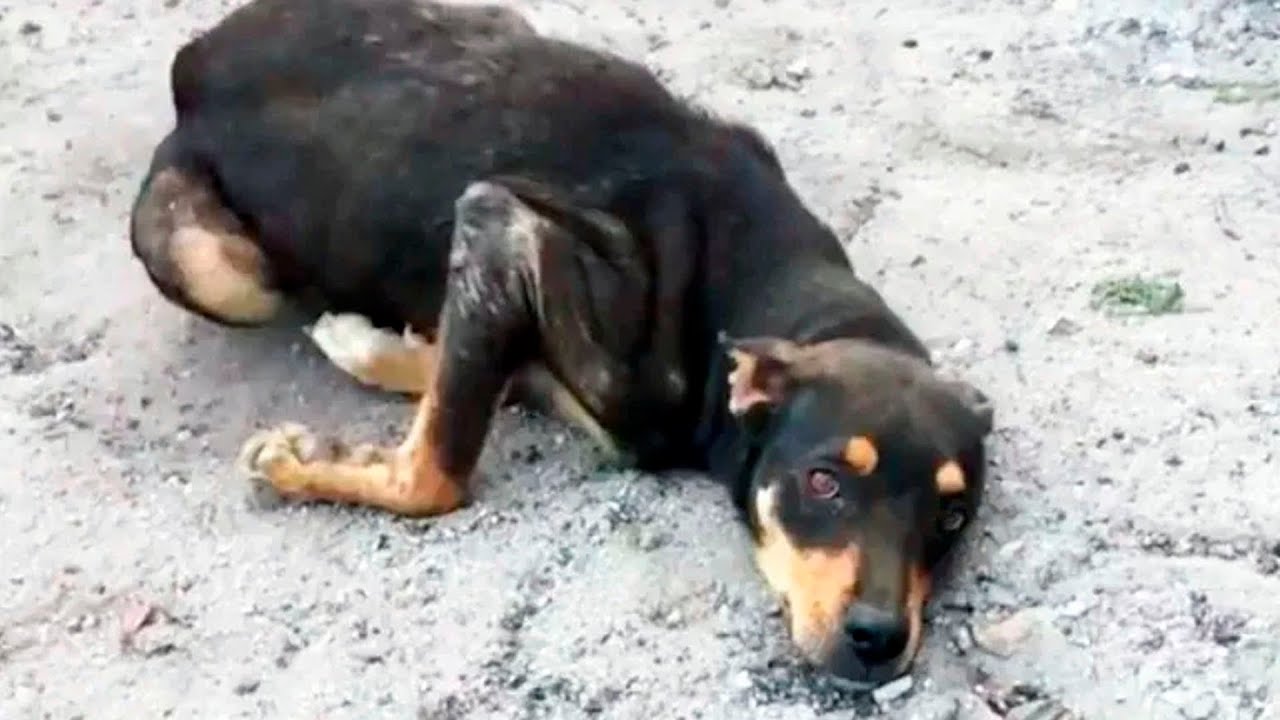 Он больше не мог ходить и хозяин решил его усыпить... - YouTube