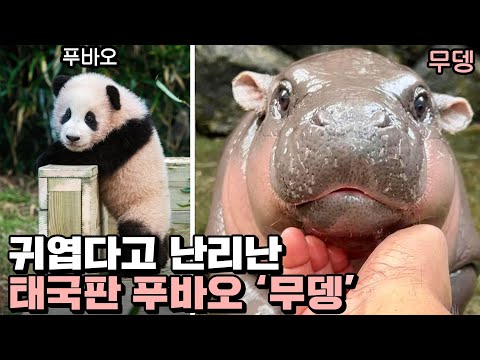 태국에 부는 아기하마 &amp;#39;무뎅&amp;#39; 열풍