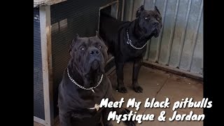 My dogs. XL American bully ( pitbulls), my black legal panthers