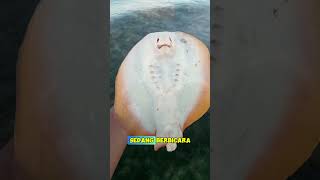 Apparently This Is What A Stingrays Face Looks Like A Human shorts short stingray