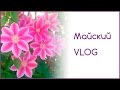 Майский VLOG