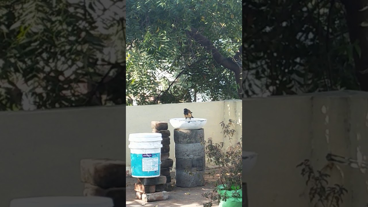 Rufous Treepie bathing. 