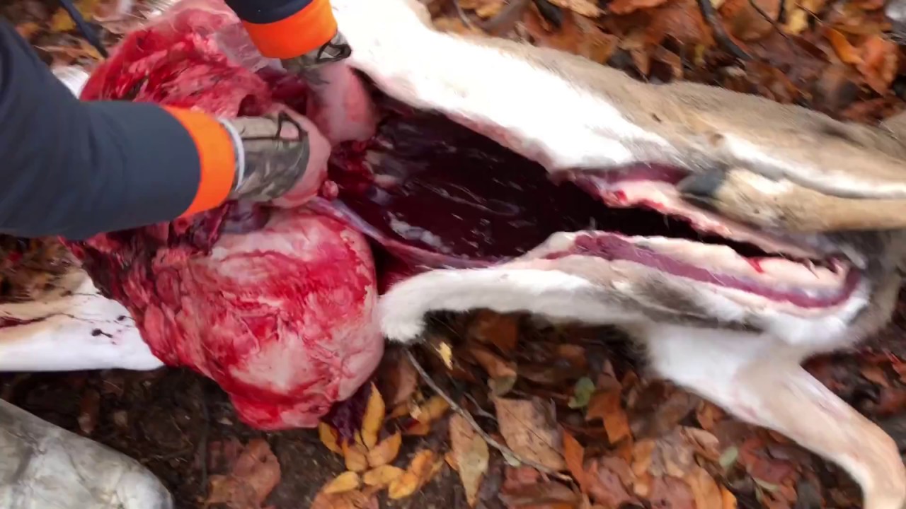 QUICKEST WAY TO GUT A DEER - YouTube