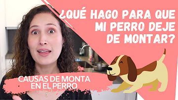 ¿Cómo hago para que mi perro macho deje de lamer a mi perra?