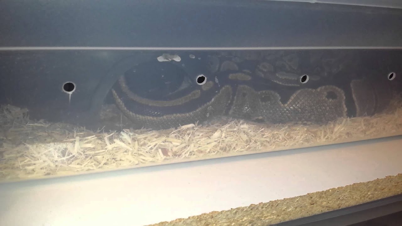 snake oil Ball python tail wag!! @ Queen City Constrictors