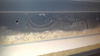 Ball python tail wag!! @ Queen City Constrictors