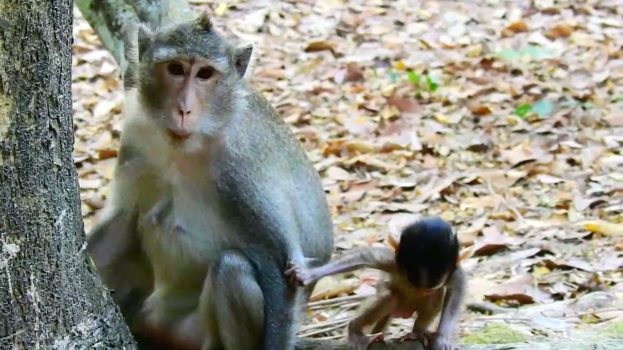 Beautiful Mom & baby Beautiful Animals Relaxing & Stress Relief