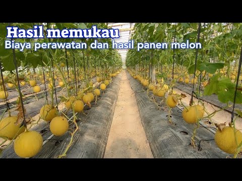 Tanam Melon Pertama Kali Langsung Berjaya. Penjualan Aman