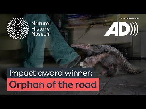 Orphan of the Road: Impact Award Winner | Wildlife Photographer of the Year (AUDIO DESCRIBED)