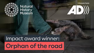 Orphan of the Road: Impact Award Winner | Wildlife Photographer of the Year (AUDIO DESCRIBED)
AUDIO DESCRIBED
Awarded in the sixty-first Wildlife Photographer of the Year, National Geographic Explorer Fernando Faciole’s image shows an anteater pup following its caregiver at a rehabilitation centre. Its mother had been killed by a vehicle.
Fernando wants to highlight the consequences of road collisions, which are a leading cause of the decline in giant anteater numbers in Brazil. Rehabilitation centres like this are run by the Anteaters and Highways project of the Wild Animal Conservation Institute, who are also developing strategies to reduce anteater deaths on Brazil’s roads. These include erecting fences and building underground tunnels to allow the anteaters to cross safely.
Fernando wanted to highlight the plight of the anteaters with this image, but also to convey the hope that it will be released back into the wild after being encouraged to develop crucial survival skills by its caregivers.
Fernando spent much of his childhood with his family in a trailer in Brazil’s Atlantic Forest, where his love for nature began. With a background in biological sciences, his work focuses on critical conservation stories across South America, documenting endangered species and threatened ecosystems in the region.
#NaturalHistoryMuseum #WildlifePhotographerOfTheYear #WPY
Subscribe to our channel for the latest natural history content http://www.youtube.com/naturalhistorymuseum?sub_confirmation=1
The Natural History Museum in London is home to more than 80 million objects, including meteorites, dinosaur bones and a giant squid. Our channel brings the Museum to you, from what goes on behind the scenes to surprising science and stories from our scientists.
Browse our shop: https://www.nhmshop.co.uk/
Website: http://www.nhm.ac.uk
Instagram: http://instagram.com/natural_history_museum
TikTok: https://www.tiktok.com/@its_nhm
Bluesky: https://bsky.app/profile/nhm-london.bsky.social
X: https://x.com/nhm_london
Facebook: http://fb.com/naturalhistorymuseum Orphan of the Road: Impact Award Winner | Wildlife Photographer of the Year (AUDIO DESCRIBED)