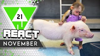 React: Win Compilation November 2021 Edition